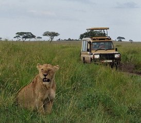4 Tage Tansania Safari mit Heißluftballon in Tarangire, Serengeti und am Ngorongoro-Krater - Photo 2
