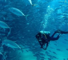 7 jours en stage du meilleur de la Basse-Californie avec plongée sous-marine et snorkeling au Mexique - Photo 2