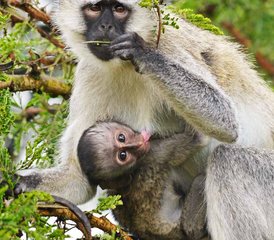 8 Tage Abenteuer-Safari in Uganda: Gorilla-Trekking und Nil-Rafting   - Photo 3