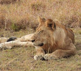 84 Tage Tansania Safari: Lake Manyara, Serengeti & Ngorongoro Krater - Photo 1