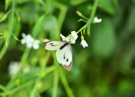 Kohima Retreats & Trips