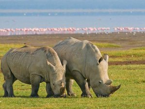6 Day Group Joining Budget Safari to Masai Mara, Lake Nakuru and Amboseli in Kenya