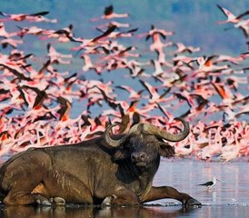 8 días de safari combinado en Kenia y Tanzania - Photo 2