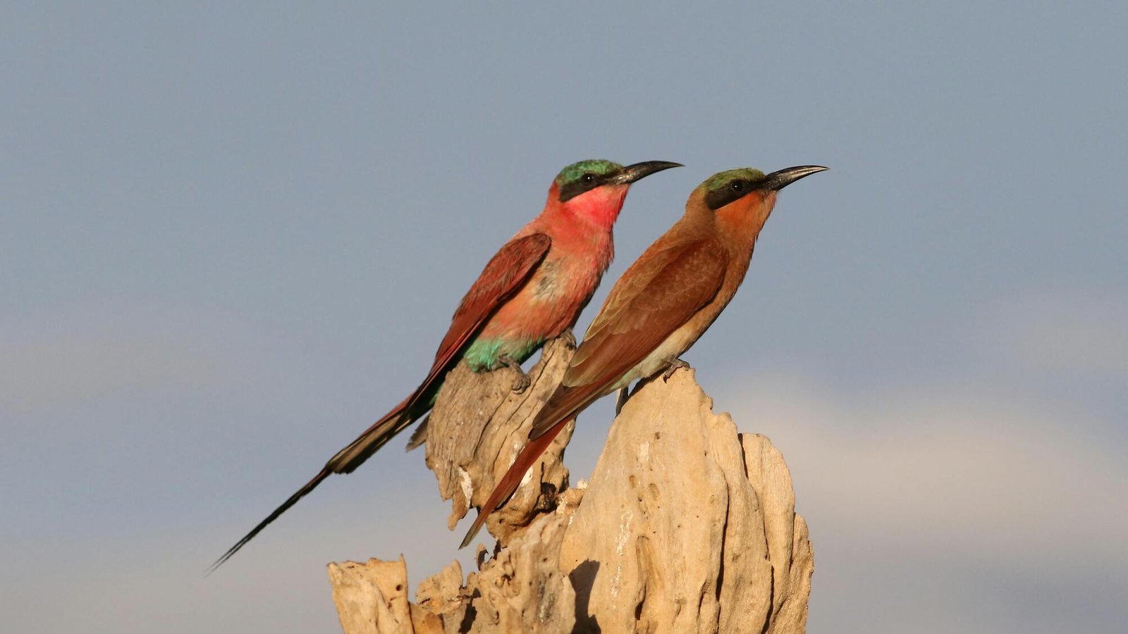 Safaris dans la Mababe Depression, Botswana