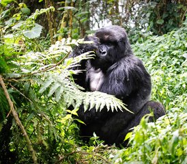 1015 Day Wildlife, Apes, Chimpanzees, and Nature Safari Tour in Uganda - Photo 1