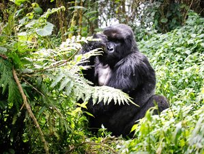 15 jours en stage de safari faune, grands singes, chimpanzés et nature en Ouganda