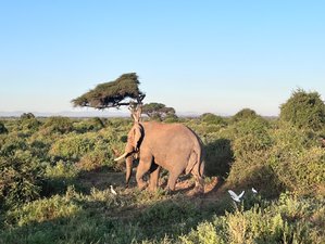 6 jours safari aventure au Maasai Mara, lac Nakuru et Amboseli, Kenya
