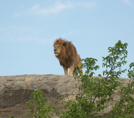 5-Daagse Maak Onvergetelijke Herinneringen Tijdens Game Park Safari in Tanzania - Photo 3