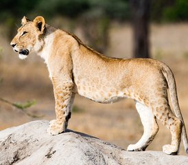 6 días de aventura de safari de los Cinco Grandes en Serengeti, el cráter del Ngorongoro, Tarangire y Manyara - Photo 4
