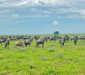 10 Tage Safari im mittleren Preissegment in Nord-Tansania - Photo 2