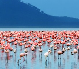 107 Days Luxury Safari in Kenya, East Africa - Photo 1
