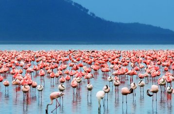 7 jours en stage de safari de luxe au Kenya, Afrique de l’Est