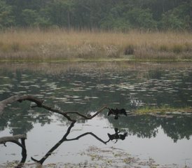 4 jours en stage Royal Bengal Tiger et oiseaux à Bardia National Park, Népal - Photo 4