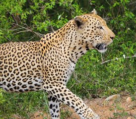 83 días de safari en la Cuna de la Humanidad, Sun City y Pilanesberg, Sudáfrica - Photo 1