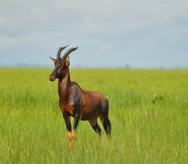 5 jours safari camping, Tarangire, Serengeti & Ngorongoro, Tanzanie - Photo 5