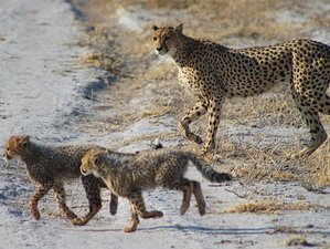 7 Day Botswana Safari Expedition to Okavango Delta, Moremi, and Central Kalahari Game Reserves