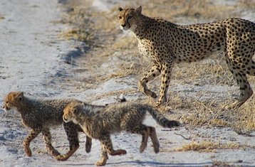 7-Daagse Botswana Safari-Expeditie naar de Okavango Delta, Moremi en Central Kalahari Game Reserves