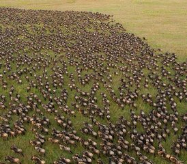 7 Tage Beste von Tansania Manyara Serengeti und Ngorongoro Mittelklasse Safari in Tansania - Photo 3