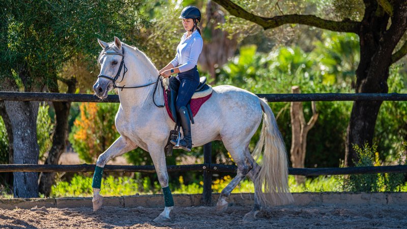 8 Day Andalusian Stallions Dressage Horse Riding Holiday in Mallorca, Balearic Islands