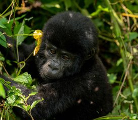 3 Day Gorilla Trekking Safari in Bwindi and Lake Bunyonyi Cruise in Uganda - Photo 2