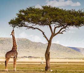 94 Tage Privater Budget-Camping-Safari in der Masai Mara in Kenia per Straße - Photo 1