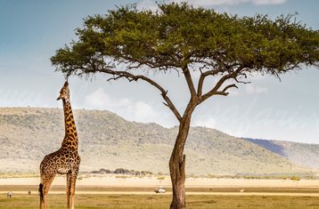 4 días de safari privado económico de acampada en Masái Mara por carretera en Kenia