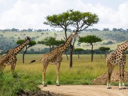 Kenia Retraites en Reizen