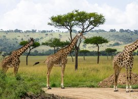 Kenia Retreats und Reisen