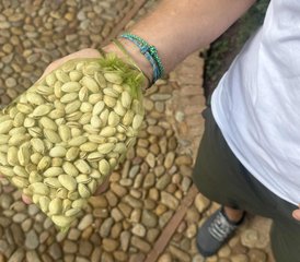 5 Day Pistachio Experience and Yoga Retreat in the Authentic Heart of La Mancha, Spain - Photo 5
