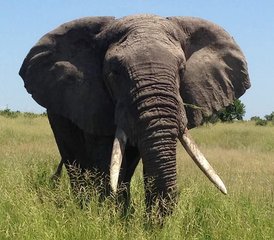 8 jours en stage de vacances à la plage à Zanzibar et safari au parc national de Mikumi, Tanzanie - Photo 3