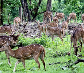 4-Daagse Ontzagwekkende Wildlife-ervaring in Bardiya National Park, Bardiya, Nepal - Photo 4