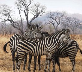 83 jours en stage safari dans le parc national de Mikumi et village masaï en train rapide en Tanzanie - Photo 1