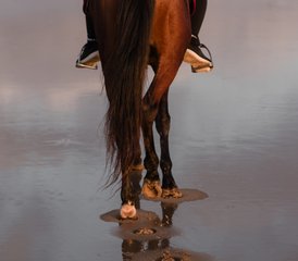 8-Daagse Unieke Kustavontuur en Ruitervakantie in Marokko van Essaouira naar Agadir te Paard - Photo 4