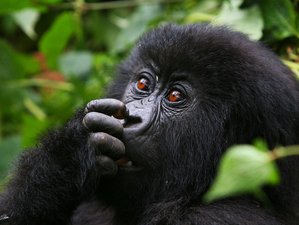 6 Tage Gorilla- und Schimpansen-Tracking-Safari in Uganda