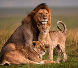 5 días de safari privado de lujo en Kenia por Masái Mara y el lago Nakuru - Photo 2