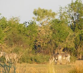 3-Daagse Mokoro Safari in Okavango Delta, Botswana - Photo 4