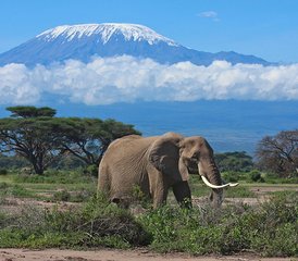 47 jours en stage de safari exceptionnel à Masai Mara, au lac Nakuru, au lac Naivasha et au parc national d’Amboseli - Photo 1