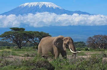 7 Tage Fantastische Safari in Masai Mara, am Nakurusee, Naivashasee und im Amboseli-Nationalpark