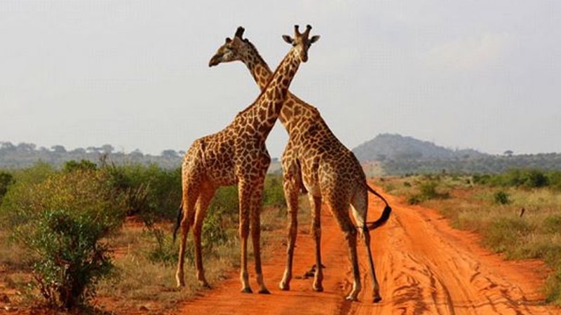 5 Days Tsavo And Amboseli Safari In Kenya 5 Days Tsavo And Amboseli Safari In Kenya