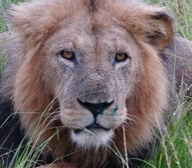 6 Tage Ugandische Safari mit Gorillas und Schimpansen in den Nationalparks Bwindi, Kibale und Queen Elizabeth - Photo 4