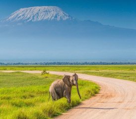 9 días de safari y costa en el sur de Kenia - Photo 4