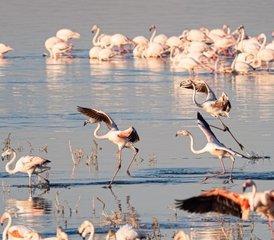 6 jours safari à Amboseli, au lac Nakuru et au Masai Mara, Kenya - Photo 3