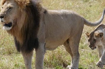8 días de safari de camping en grupo por Kenia con globo aerostático incluido