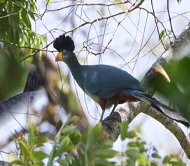 8 Tage Vogelbeobachtungstour in Kenia - Photo 5