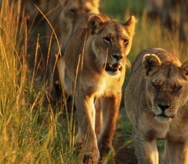 114 Tage Kenia Safari im Maasai Mara Game Reserve und im Lake Nakuru National Park - Photo 1