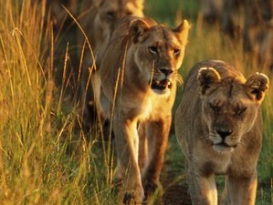 4 Day Kenya Safari at Maasai Mara Game Reserve and Lake Nakuru National Park