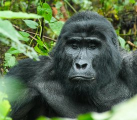 3 días de safari de trekking con gorilas en el Parque Nacional de Bwindi, Uganda - Photo 3