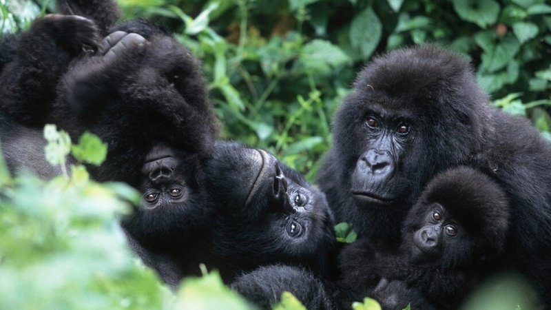3 Tage Gorilla Tracking Rwanda Safari im Volcanoes Nationalpark, Ruanda