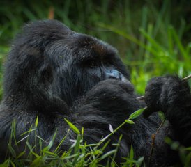 7-Daagse Wildlife-, Primaten- en Gorilla Safari in Oeganda - Photo 5