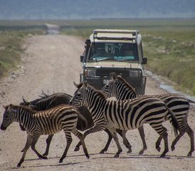 5 días de safari privado en Tanzania: Tarangire, Serengeti, cráter de Ngorongoro y lago Magadi - Photo 4